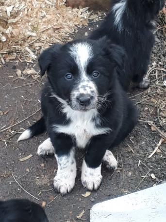 Border Collies Dogs & Puppies to Rehome, Buy & Sell | Preloved