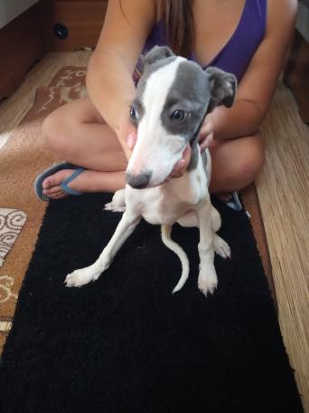 Whippet Dogs Puppies For Sale In Newark On Trent Preloved